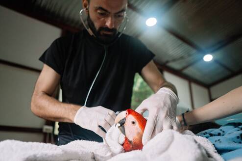 Our vet checking an injured macaw