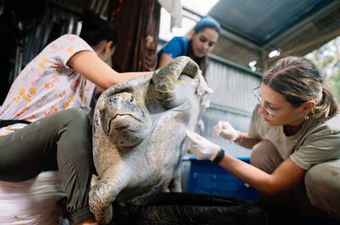 Sea turtle treatment