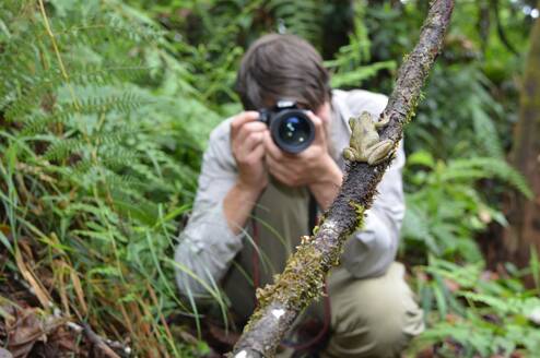 A volunteer photographs a spikethumb frog