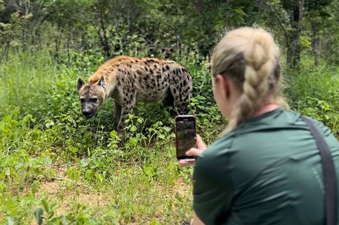 Hyena Encounter