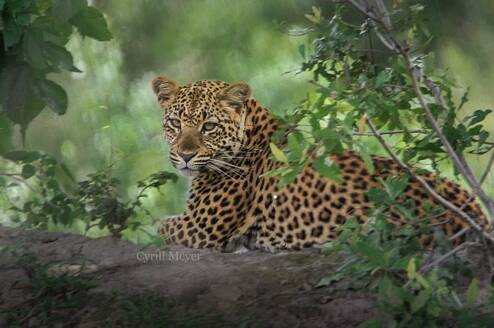 Leopard
