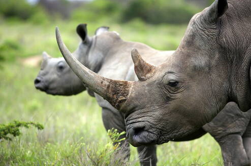A mother rhinoceros stands in front of her younger calf on the grasslands of the South Africa