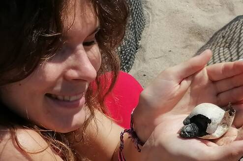 turtle hatchlings