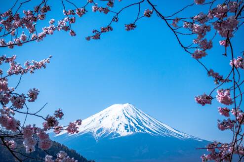 a snowcapped mountain rises in the background, while pink cherry blossoms surround the frame of the photograph