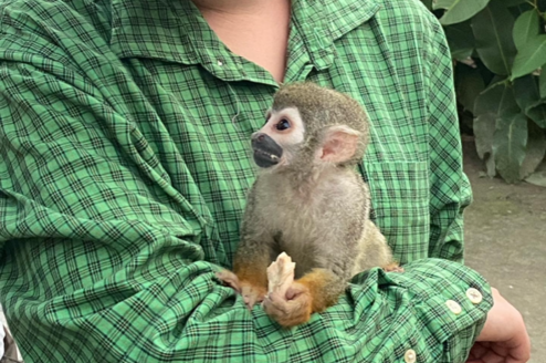 Animal care in Tena