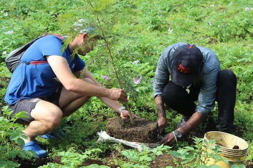 kiviwama tree project