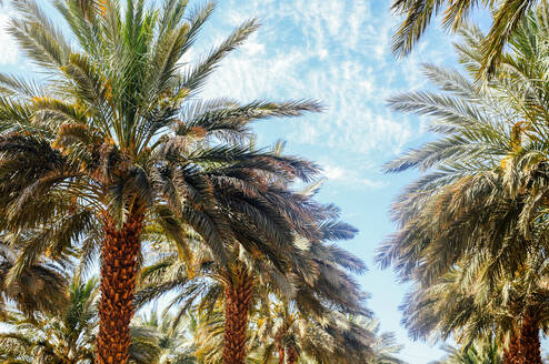 Our date palm farm across from the kibbutz. 