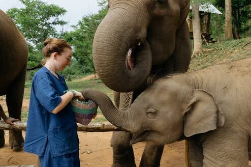 Feeding elephants in sanctuary