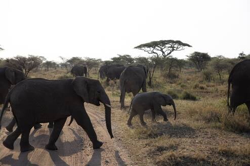 Elephant Cross Walk
