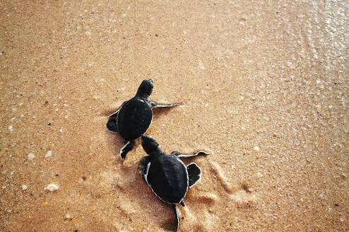 Marine and Wildlife Conservation 