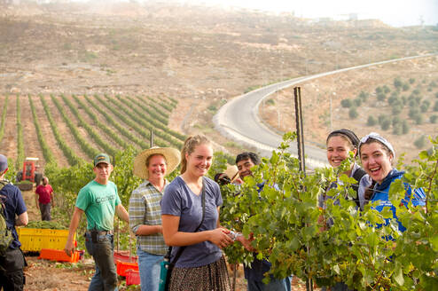 Volunteers harvesting in the vineyards of Israel