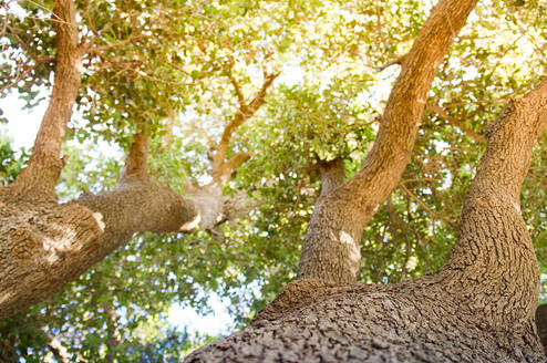 Trees grow beautifully in Israel! They just have to be planted.