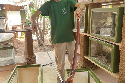 Intern handling a red spitting cobra with tongs