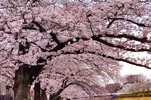 Cherry blossoms near the school