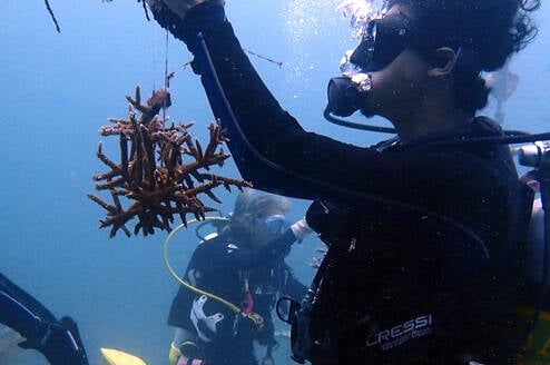 Cultivating new corals in the Nursery plays in important part of our coral reef regeneration strategy
