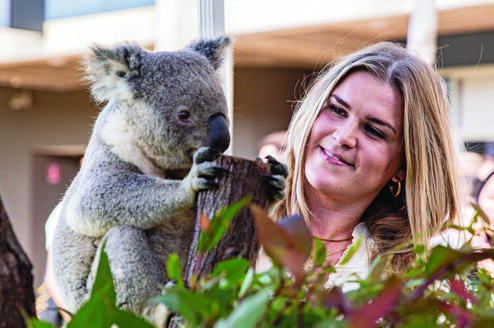 Koala at the Welcome to Australia Event