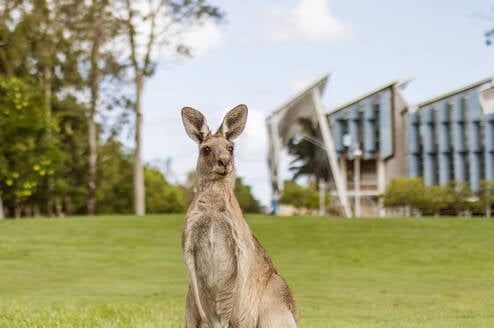 Kangaroo on UniSC Sunshine Coast campus lawn sippy downs queensland australia