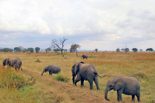 elephants