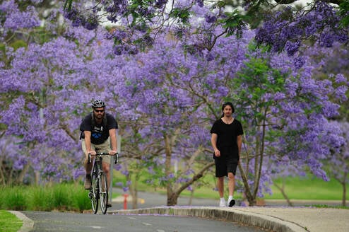 UQ Campus - Jacarandas
