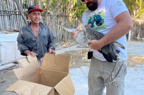 Heron found unable to fly