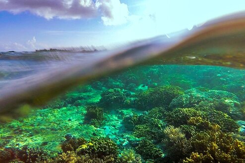 Indonesia Semester: Conservation & Culture in the World's Largest Archipelago