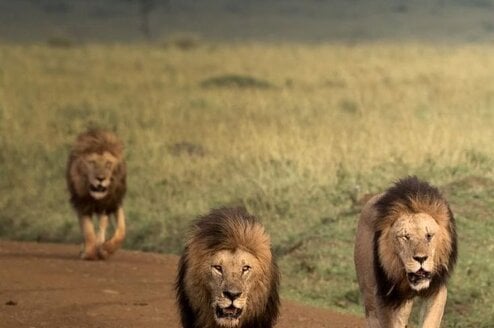 Male lions spotted at the maasai mara national reserve