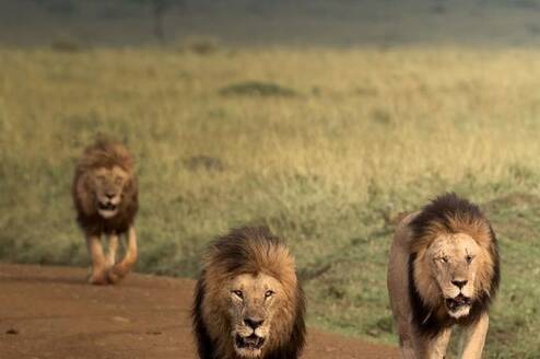 Male lions spotted at the maasai mara national reserve