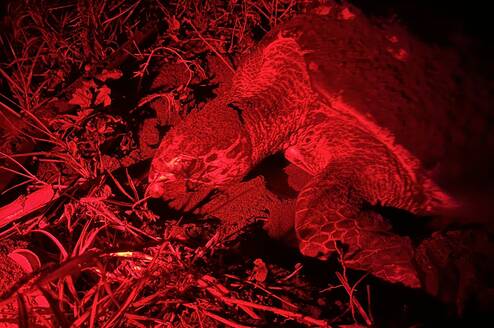 hawksbill turtle nesting