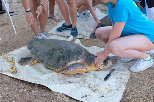 Sea Turtle Service