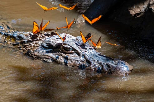 Caiman + butterflies