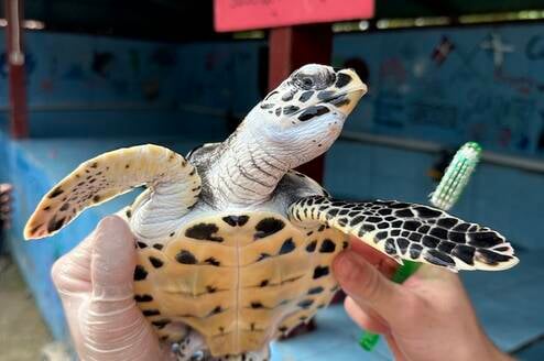 turtle