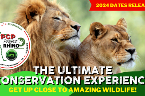 two lions in Africa, join our programme!