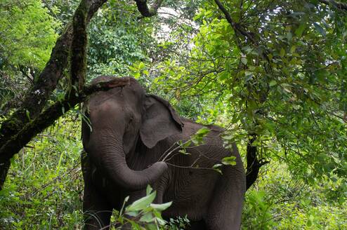 An elephant in a dense forest 