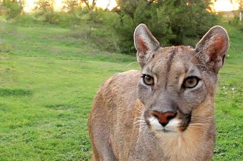 Puma Reserve