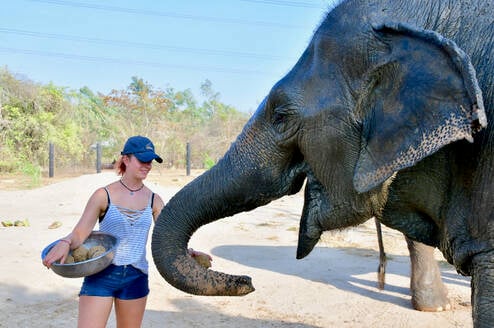 Volunteer at feeding time with one of the resident rescued Elephants
