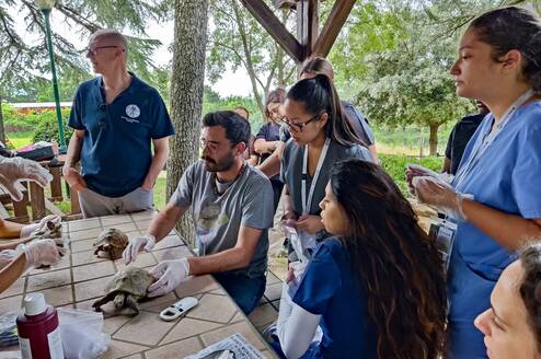 Exotic animals vet teaching fellows how to examine a turtle
