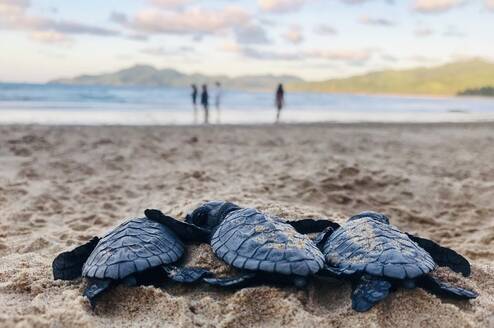 Baby sea turtles on the beach