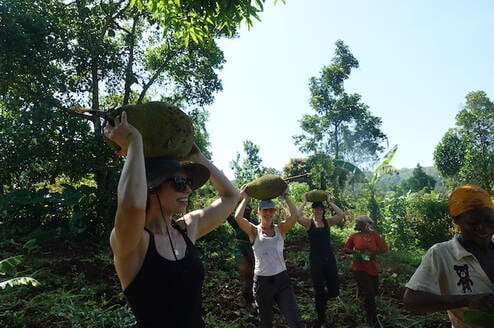 volunteers harvesting jackfruits after clearing the land