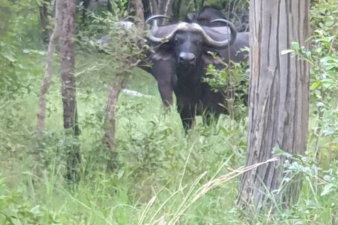 Buffalo