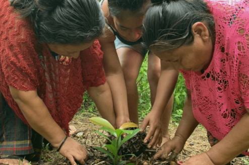 Mayan women planting cacao.
