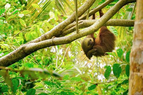Sloth hanging from tree