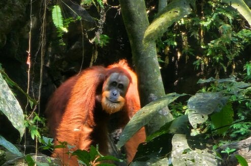 Sumatran Orangutans 