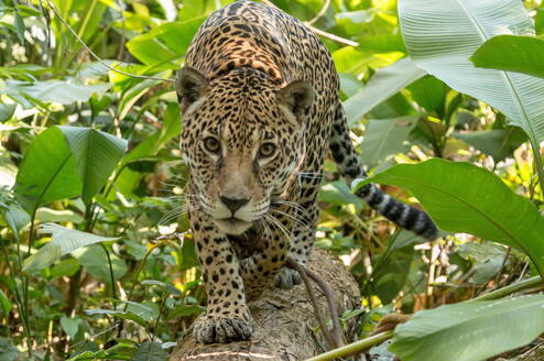 Katie, one od the rescued jaguars in CIWY 