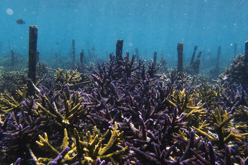 Rehabilitated Reef