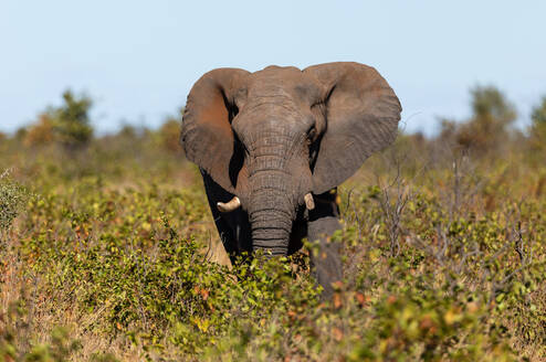 Elephant bull in Mopani scrub