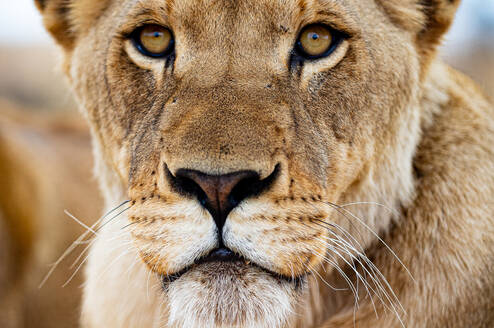Lioness from the close by Marakele National Park