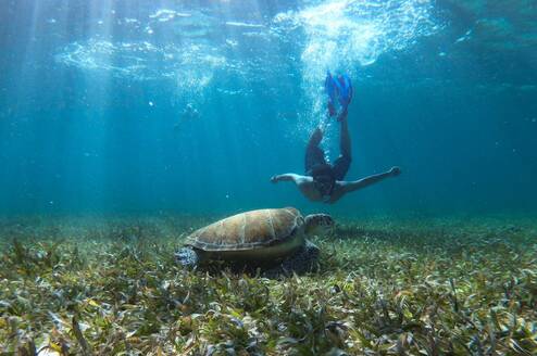 Person diving with turtle