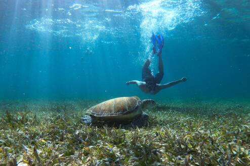 Person diving with turtle