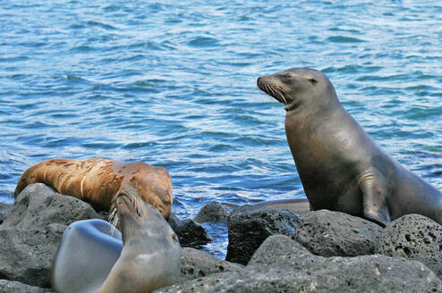 Instituto Superior de Español Galapagos Islands Program to learn Spanish