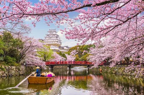 Japan cherry blossoms